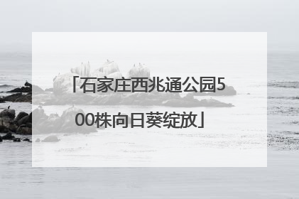 石家庄西兆通公园500株向日葵绽放