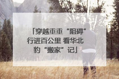 穿越重重“阻碍”行进百公里 看华北豹“搬家”记