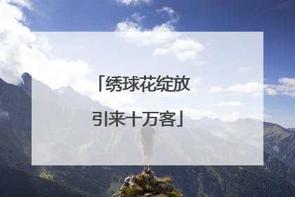 绣球花绽放 引来十万客