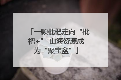 一颗枇杷走向“枇杷+” 山海资源成为“聚宝盆”