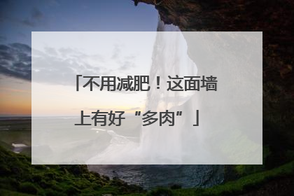 不用减肥！这面墙上有好“多肉”