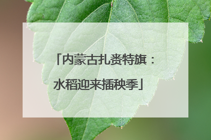 内蒙古扎赉特旗：水稻迎来插秧季