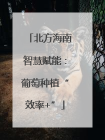 北方海南智慧赋能:葡萄种植“效率+”