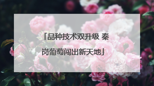 品种技术双升级 秦岗葡萄闯出新天地