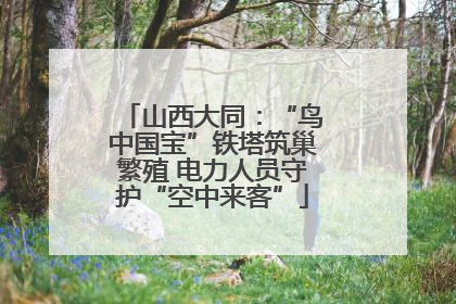 山西大同：“鸟中国宝”铁塔筑巢繁殖 电力人员守护“空中来客”