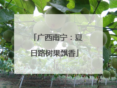 广西南宁：夏日路树果飘香