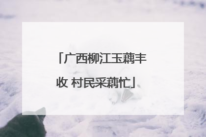 广西柳江玉藕丰收 村民采藕忙