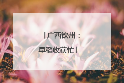 广西钦州：早稻收获忙