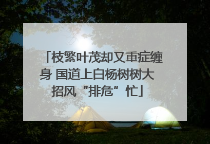 枝繁叶茂却又重症缠身 国道上白杨树树大招风“排危”忙