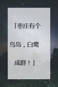 枣庄有个鸟岛，白鹭成群！
