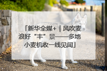 新华全媒+｜风吹麦浪好“丰”景——多地小麦机收一线见闻