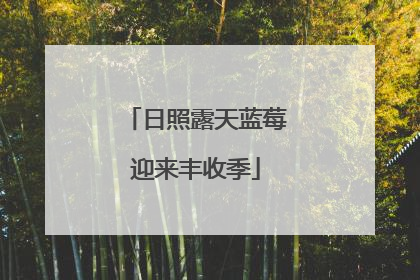 日照露天蓝莓迎来丰收季