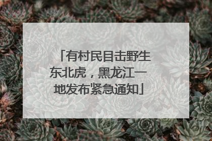 有村民目击野生东北虎，黑龙江一地发布紧急通知