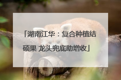 湖南江华：复合种植结硕果 龙头兜底助增收