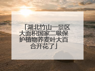湖北竹山一景区大面积国家二级保护植物荞麦叶大百合开花了