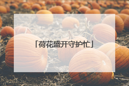 荷花盛开守护忙
