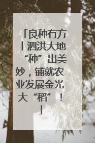 良种有方丨泗洪大地“种”出美妙，铺就农业发展金光大“稻”！