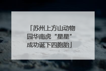 苏州上方山动物园华南虎“星星”成功诞下四胞胎