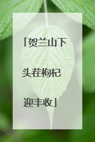 贺兰山下 头茬枸杞迎丰收