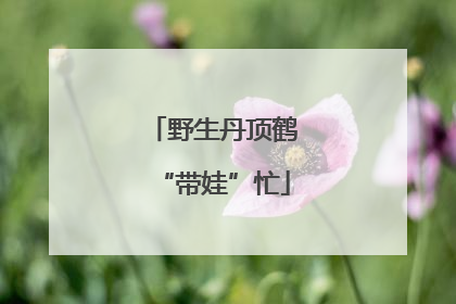 野生丹顶鹤“带娃”忙