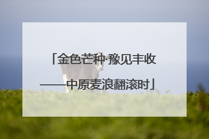 金色芒种·豫见丰收——中原麦浪翻滚时