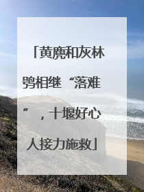 黄麂和灰林鸮相继“落难”，十堰好心人接力施救